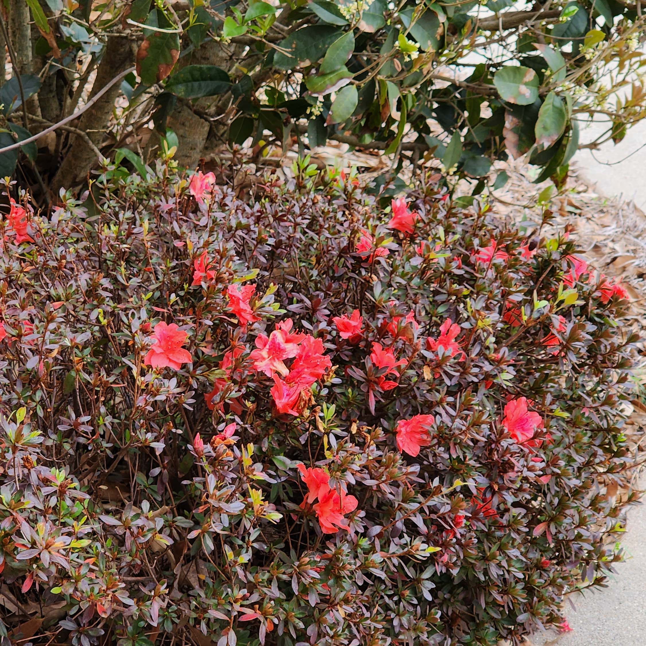 Azalea-01.jpg